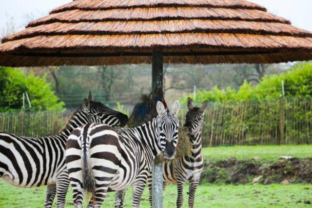 Chic 2 Bed Peak District Cottage Barn Near Alton Towers, Polar Bears, Chatsworth House Leek Zewnętrze zdjęcie