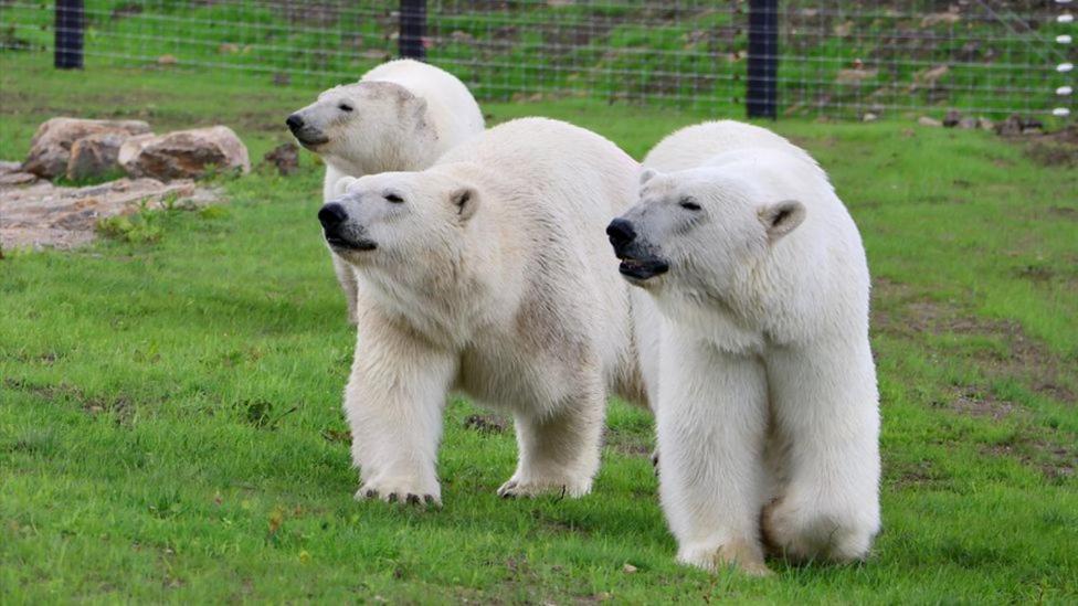 Chic 2 Bed Peak District Cottage Barn Near Alton Towers, Polar Bears, Chatsworth House Leek Zewnętrze zdjęcie