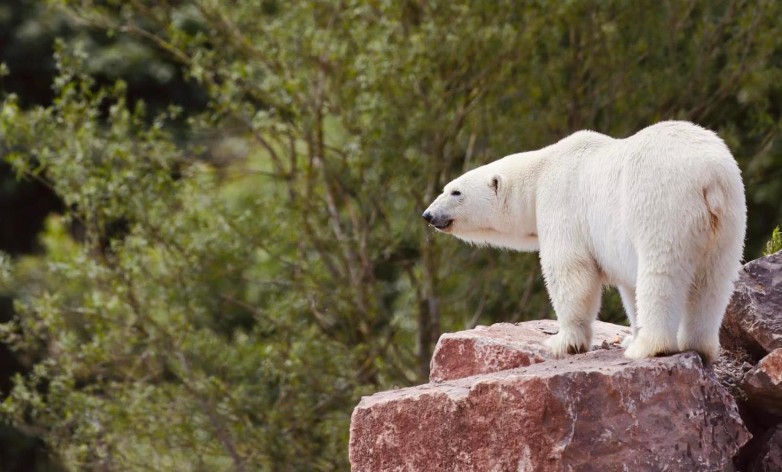 Chic 2 Bed Peak District Cottage Barn Near Alton Towers, Polar Bears, Chatsworth House Leek Zewnętrze zdjęcie